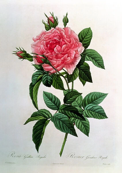 Rosa Gallica Regallis, from Les Roses, 19th century (coloured engraving)