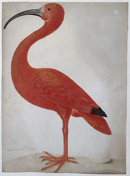Scarlet Ibis with an Egg, 1699-1701 (w  /  c on vellum)