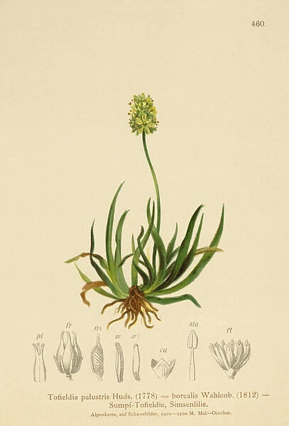 Scottish Asphodel (Tofieldia calyculata, Tofieldia palustris, Tofieldia borealis