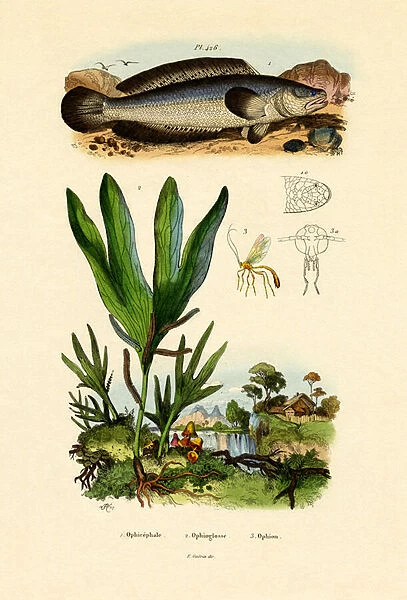 Snakehead, 1833-39 (coloured engraving)