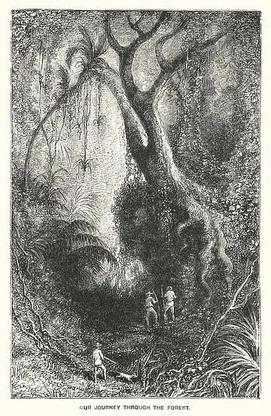 South America: Our journey through the forest (engraving)