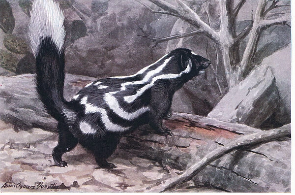 Spotted Skunk, a sporty zig zag of spots and stripes decorates a glossy coat