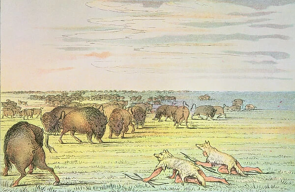 Stalking buffalo (colour litho)