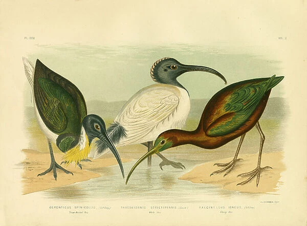 Straw-Necked Ibis, 1891 (colour litho)