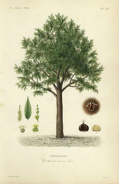 Sweet chestnut, Castanea sativa, Castanea vesca, Chataignier
