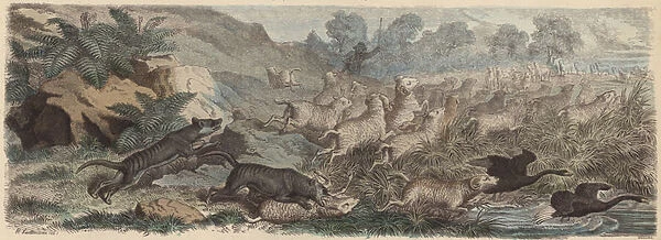 Tasmanian tigers attacking sheep in Tasmania (coloured engraving)