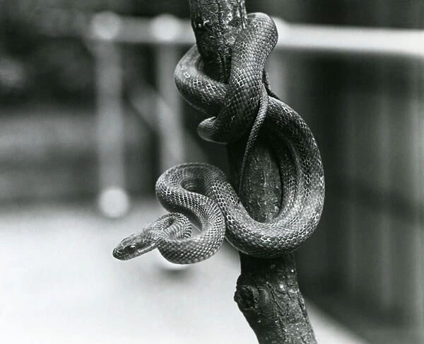 A Texas Rat Snake coiled around an almost vertical branch at London Zoo in August 1928