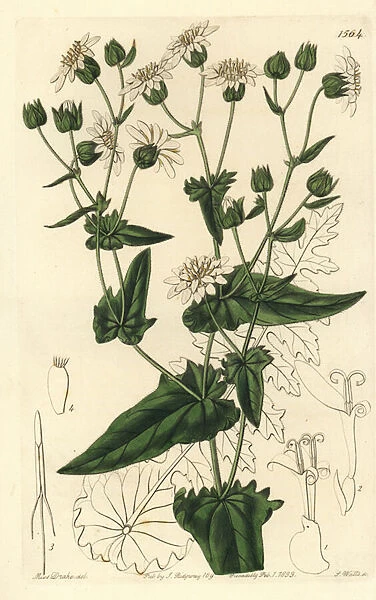 Turnip-leaved musk-succory, Moscharia pinnatifida. Handcoloured copperplate engraving by S. Watts after an illustration by Miss Sarah Drake from Sydenham Edwards Botanical Register, Ridgeway, London, 1833