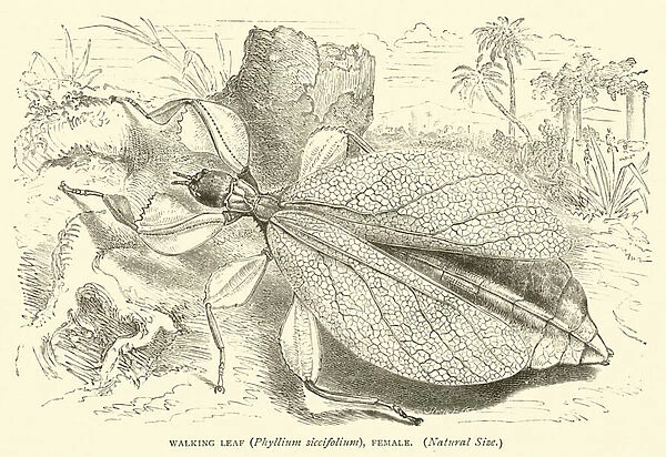 Walking Leaf (Phyllium siccifolium), Female, Natural Size (engraving)