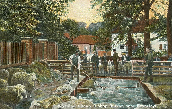 Washing Sheep, Bishop Burton near Beverley (colour litho)