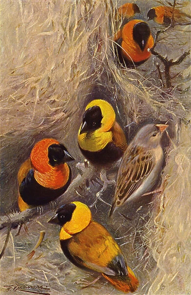 Weaver Birds (colour litho)