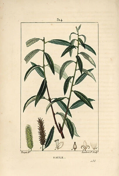 White or Silver Willow, White Wicker - White willow tree, Salix alba, with leaf, flower, male and female catkins, fruit and seed. Handcoloured stipple copperplate engraving by Lambert Junior from a drawing by Pierre Jean-Francois Turpin