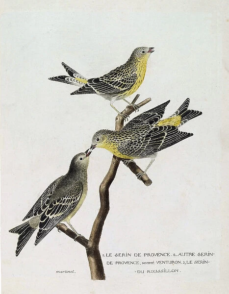 Zoological chart (ornithology): From top to bottom: serin du Roussillon
