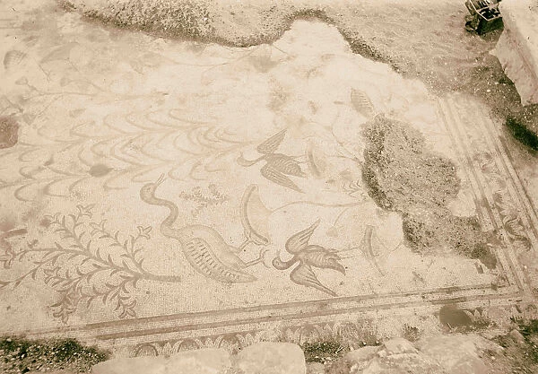 Ain Tabgha Mosaic floor Water fowl 1920 Israel