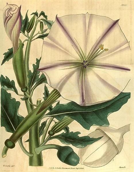 Botanical print by S. M. Curtis, 19th century artist