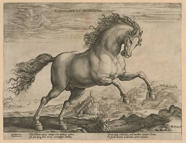 Bronco, Hendrick Goltzius, Philips Galle, 1577 - 1581