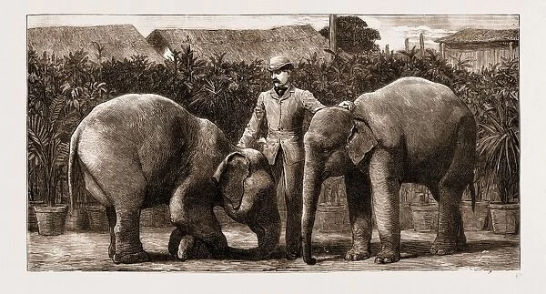 Burmese Elephants Born in Captivity, 1881