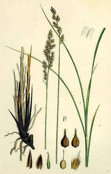 Carex paradoxa; Paradoxical Sedge