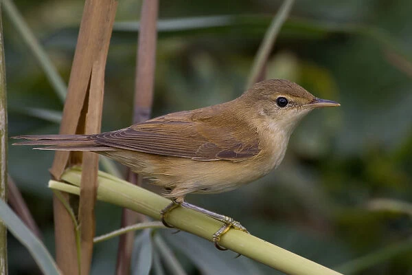 Eurasian Reed Warbler perched in reed, Acrocephalus scirpaceus