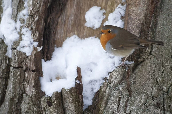 European Robin perched, Erithacus rubecula, The Netherlands