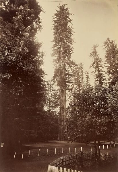 [Giant Redwood, Santa Cruz]