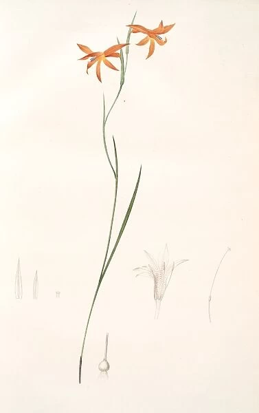 Gladiolus Watsonius, Glaieul a fleurs de Watsonie, Watsons Corn-flag, Redoute