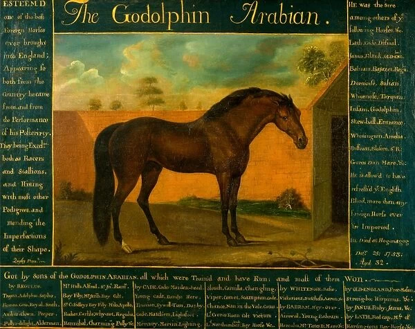 The Godolphin Arabian Signed, lower left [in artists hand?]: Quigley Pinx