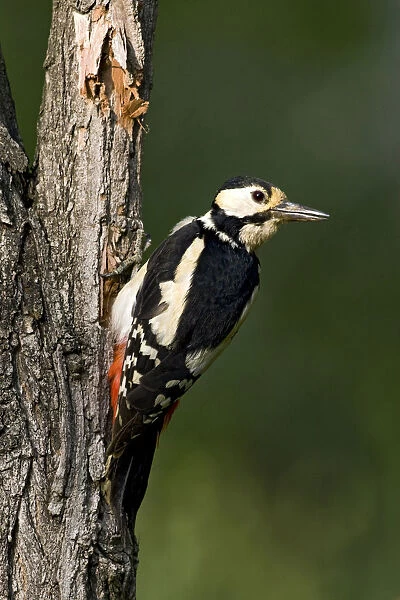 Great Spotted Woodpecker perched on a treetrunk, Dendrocopos major