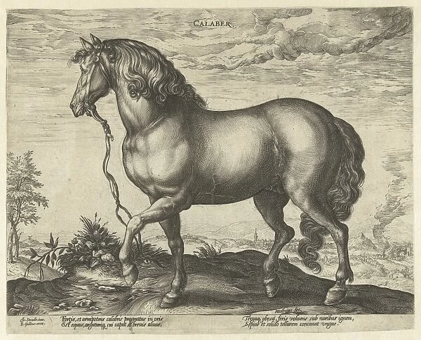 Horse from Calabria, Hendrick Goltzius, Philips Galle, 1577 - 1581