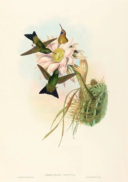 John Gould and H. C. Richter (British, 1804 - 1881), Eriocnemis vestitus (Glowing