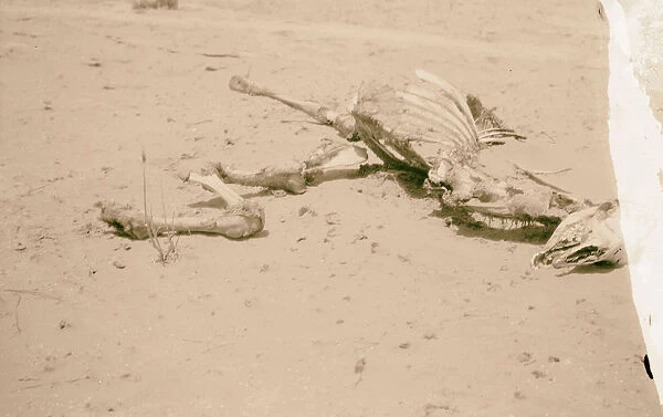 Locust plague camel carcass stripped locusts