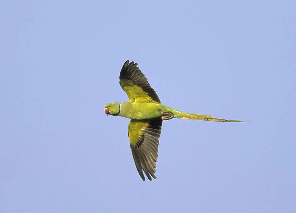 Rose-ringed Parakeet in flight, Psittacula krameri