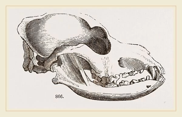 Skull of a Spaniel dog