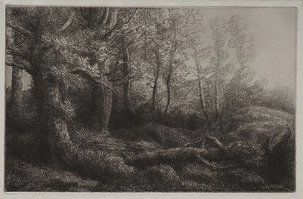 Woodland Study Alphonse Legros French 1837-1911