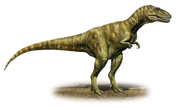 Alioramus remotus, a prehistoric era dinosaur