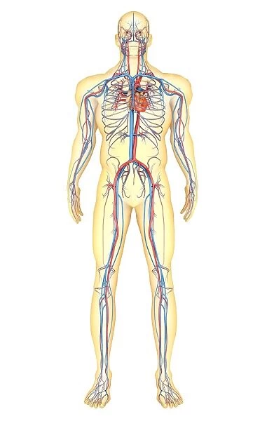 Anatomy of human body and circulatory system, front view