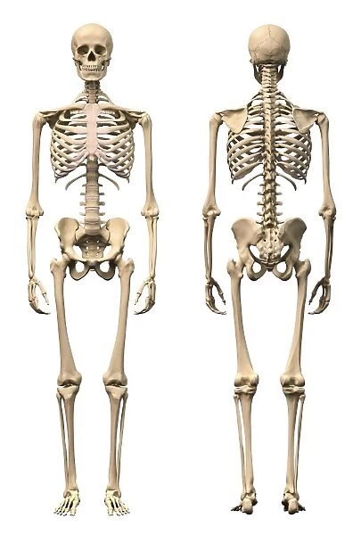 Anatomy of male human skeleton, front view and back view