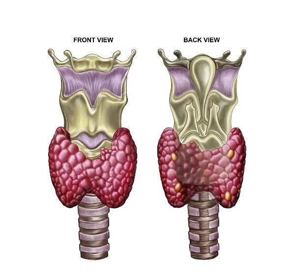Anatomy of thyroid gland with larynx & cartilage