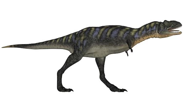 Aucasaurus dinosaur isolated on white background