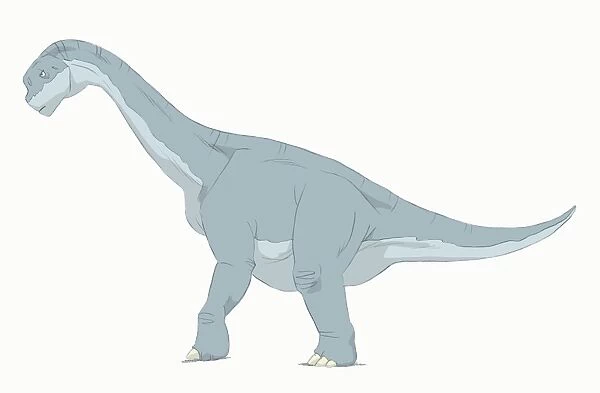 Camarasaurus pencil drawing with digital color