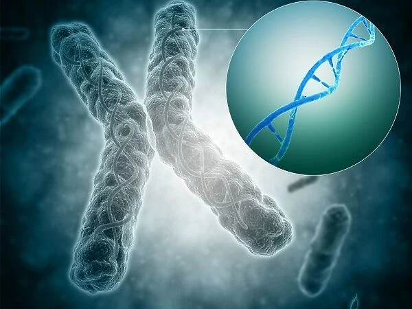 Conceptual image of a telomere showing DNA structure