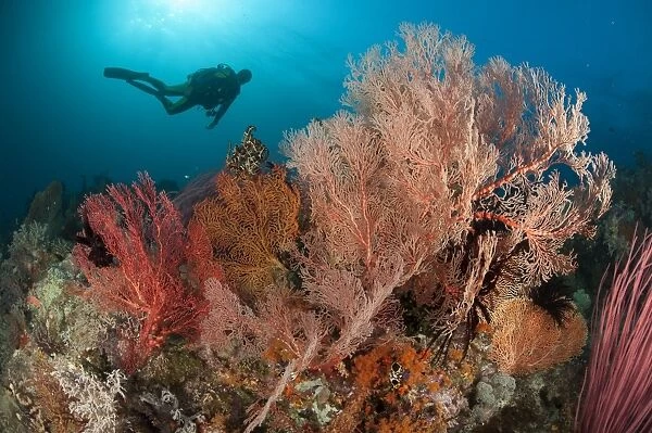 Gorgonian sea fans on a reef in Raja Ampat, West Papua, Indonesia