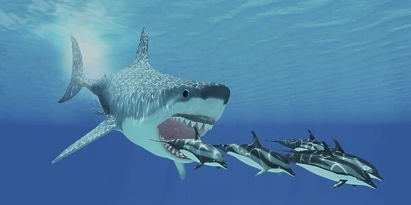 A huge Megalodon shark swims after a pod of striped dolphins