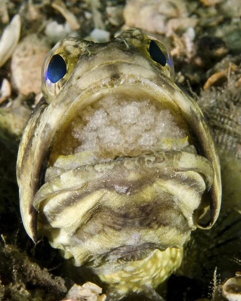 A male jawfish with a brood of incubating eggs in his mouth