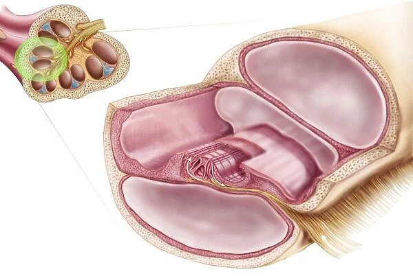Medical illustration of endolymph in the membranous labyrinth of the inner ear
