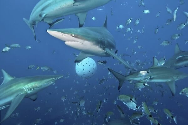 Oceanic blacktip sharks fighting for food near a bait ball filled with sardines