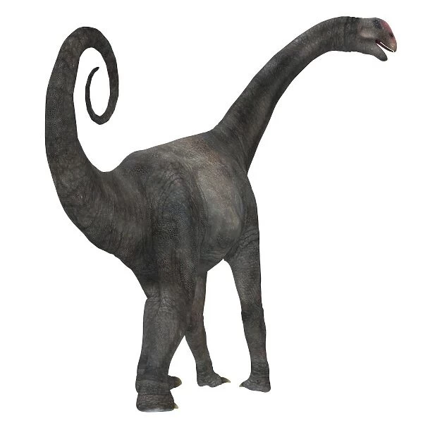 Rear view of a Brontomerus dinosaur