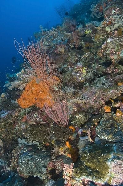 Reef scape in the Solomon Islands showing various corals