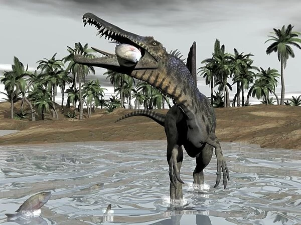 Spinosaurus dinosaur walking in water and feeding on fish