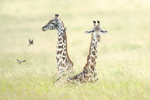 Giraffes in Masai Mara